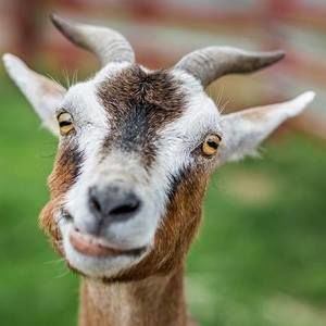 Meet your Posher, Huncho